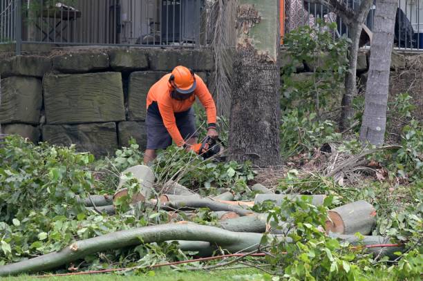 Best Large Tree Removal  in USA